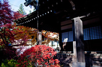 東山寺院の紅葉