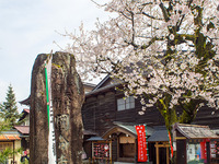 桜と高山祭